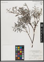 Foto von Salix L.
